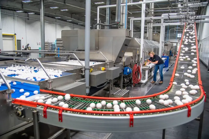 Medewerkster bedient een sorteerlijn voor eieren in een productiehal, met een transportband op de voorgrond